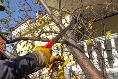 Healthy Tree Growth