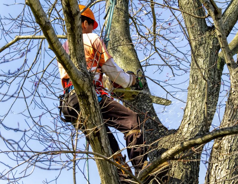 Tree Trimming Equipment