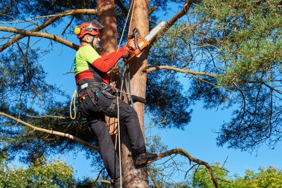 Tree Trimming Equipment