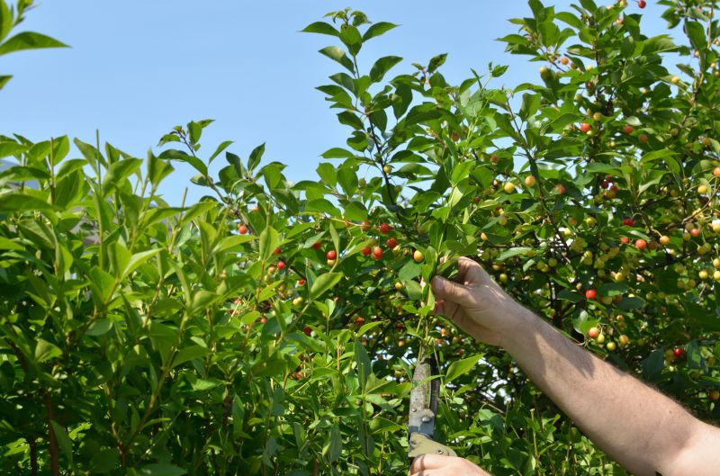 Tree Pruning Tools