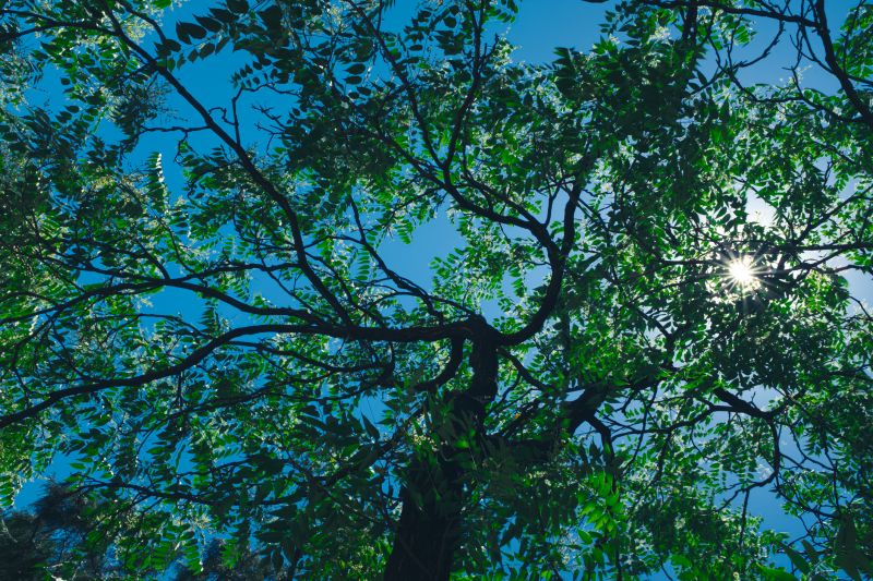 Trimmed Canopies