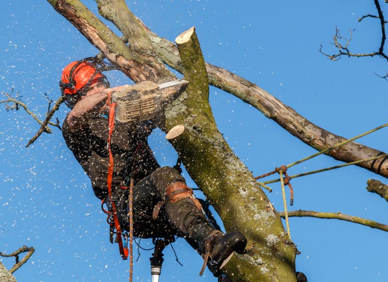 Proper Equipment for Tree Trimming