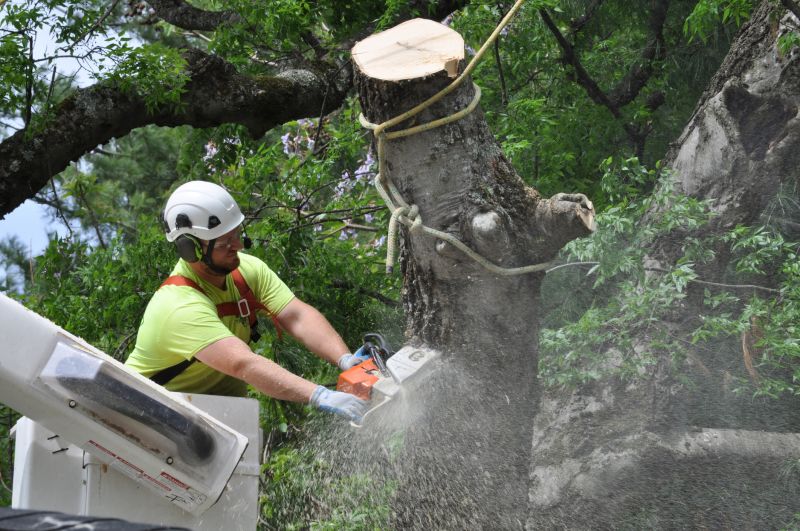Safety Precautions in Tree Trimming