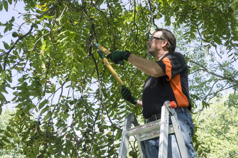 Post-Trimming Tree Care