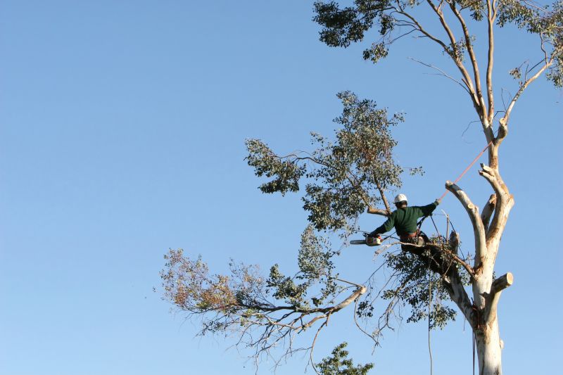 Tree Trimming Regulations in Morgan Hill