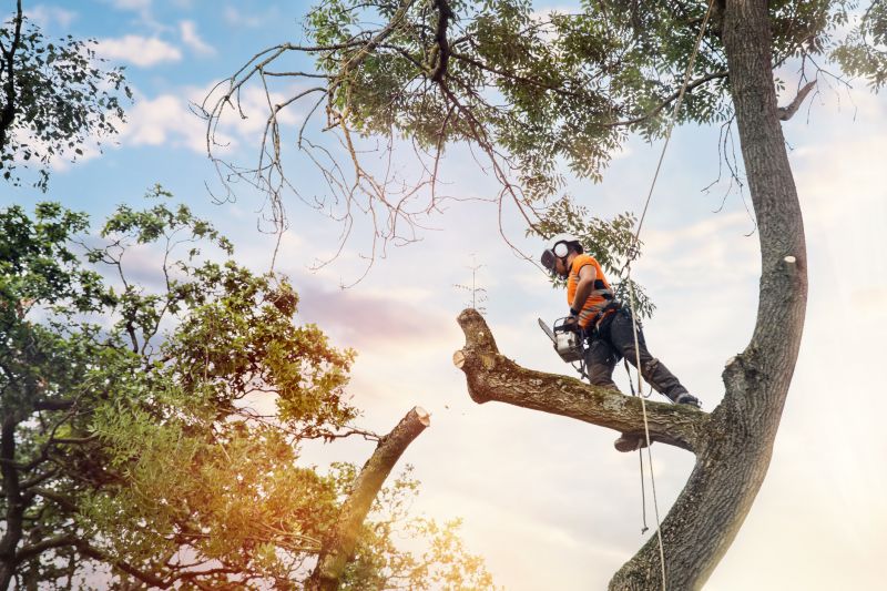 Certified Arborists